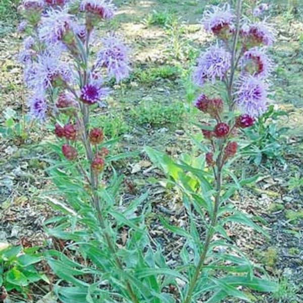 Liatris ligulistylis | Rocky Mountain or Meadow Blazing Star | 10 Seeds