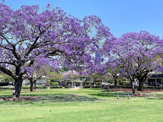Jacaranda mimosifolia | Black Poui | Blue Jacaranda | 50 Seeds
