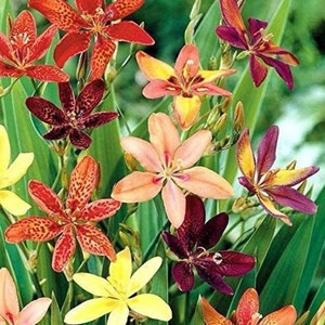 Pardancanda norrisii Dazzler Dwarf Candy Lily 10 Seeds image 3