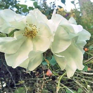 Rosa rugosa var. alba | Rugosa Rose | 25 Seeds