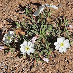 Oenothera albicaulis | White Stem Evening Primrose | 50 Seeds