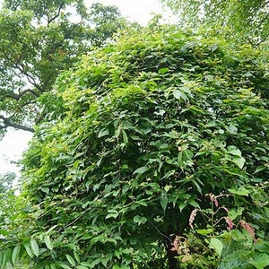 Microcos paniculata Elm-Leaf Grewia Microcos 5 Seeds image 6