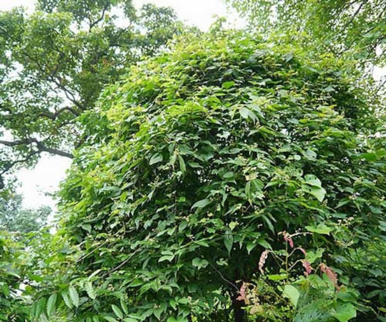 Microcos paniculata Elm-Leaf Grewia Microcos 5 Seeds image 6