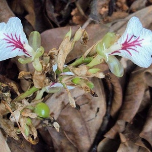 Op de afbeelding: Close-up van een witte bloem met rode strepen op de bloemblaadjes. De bloem maakt deel uit van een plant met bruine stengels en groene bladeren. De plant groeit op de grond, omringd door bruine bladeren.