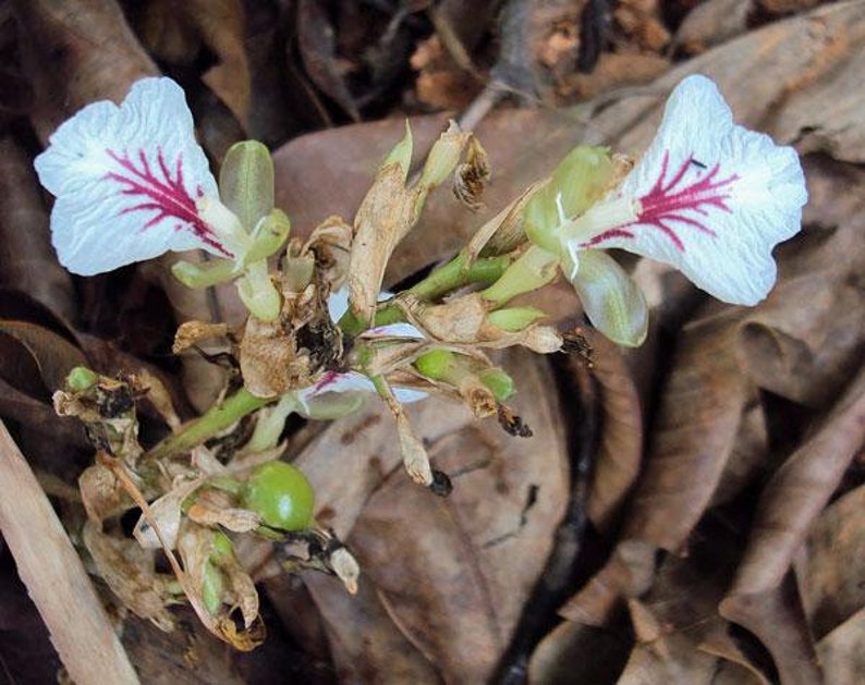 Op de afbeelding: Close-up van een witte bloem met rode strepen op de bloemblaadjes. De bloem maakt deel uit van een plant met bruine stengels en groene bladeren. De plant groeit op de grond, omringd door bruine bladeren.