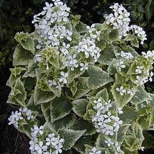 Lunaria annua alba variegated Honesty Money Plant Variegata Alba 5 Seeds image 6