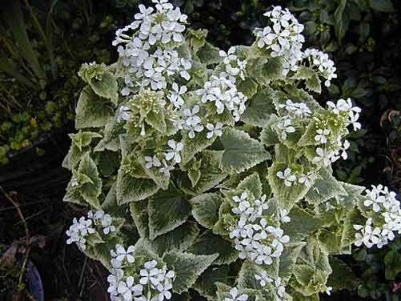 Lunaria annua alba variegated Honesty Money Plant Variegata Alba 5 Seeds image 6