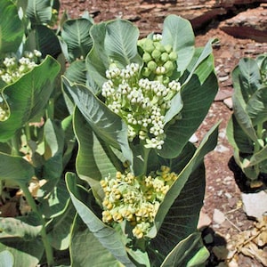 Asclepias latifolia | Broadleaf Milkweed | 10 Seeds
