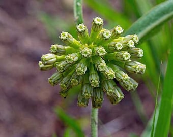 Asclepias viridiflora | Short Green Milkweed | 10 Seeds