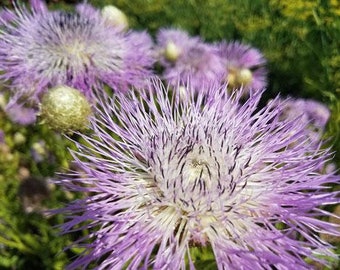 Centaurea americana | American Star-Thistle | Shaving Brush | Thornless Thistle | 10 Seeds