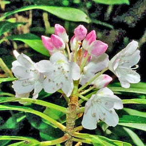 Rhododendron maximum | Rosebay Rhododendron | 1000 Seeds
