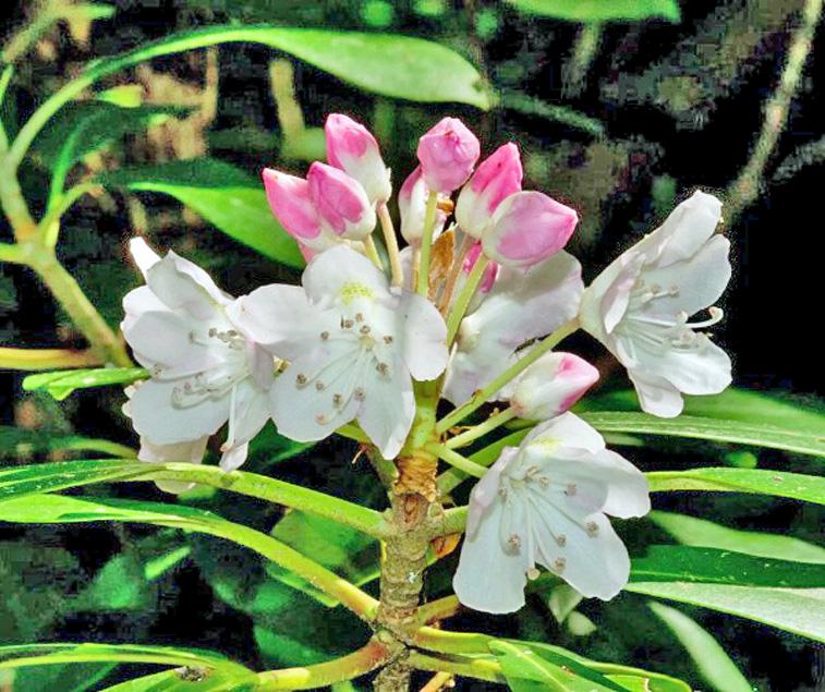 Rhododendron Maximum | Rosebay Rhododendron | 1000 Seeds - Etsy