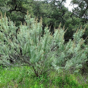 Artemisia californica | California Sagebrush | 20 Seeds