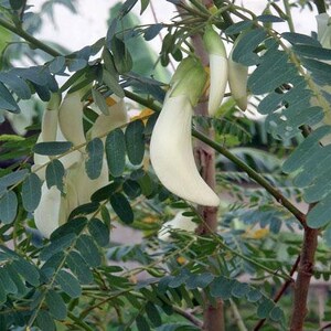 Sesbania grandiflora Baby Boots Vegetable Hummingbird 10 Seeds image 9