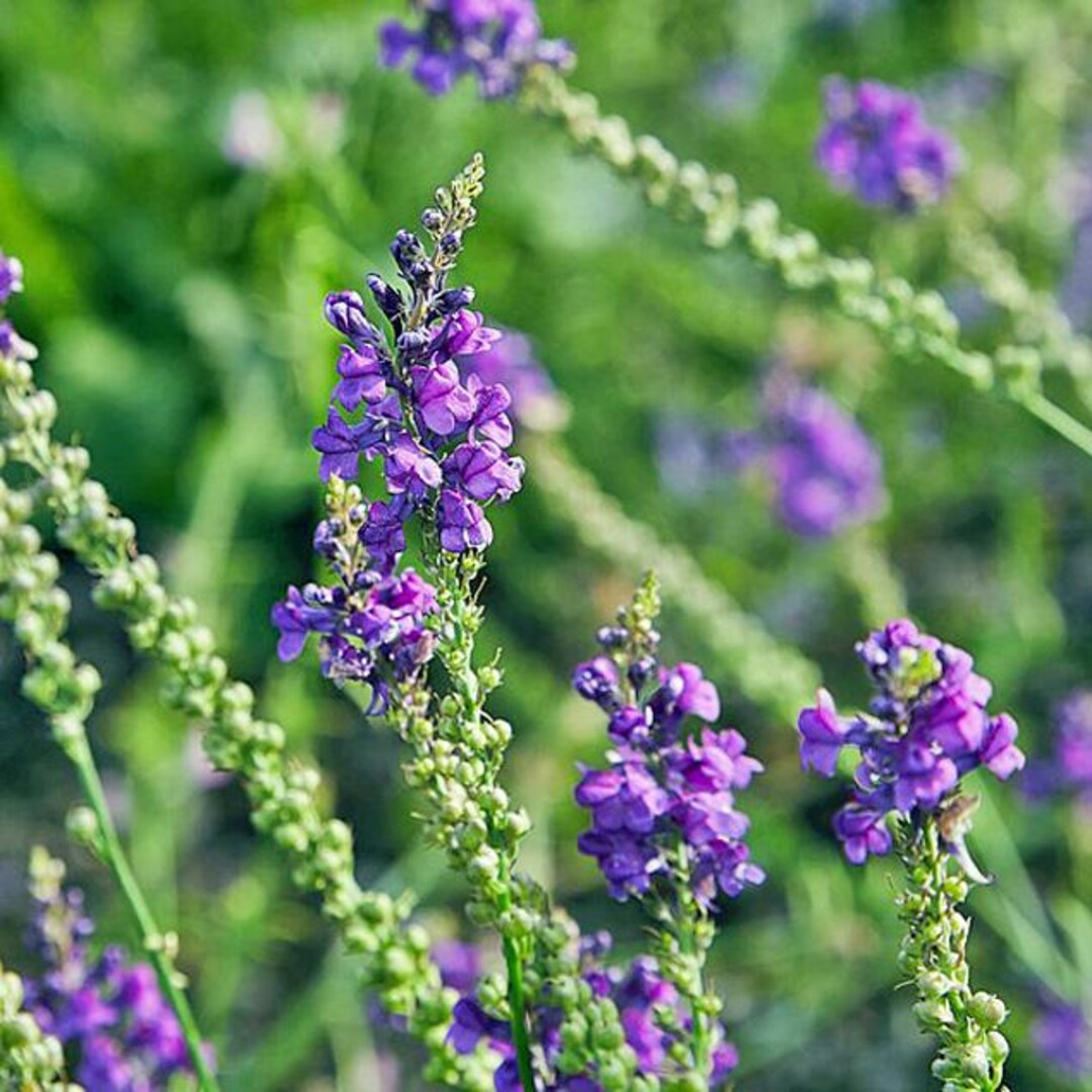 Linaria Purpurea | Purple Toadflax | 10 Seeds - Etsy