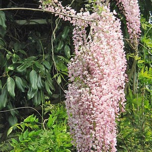 Wisteria floribunda rosea | Japanese Wisteria | 5 Seeds