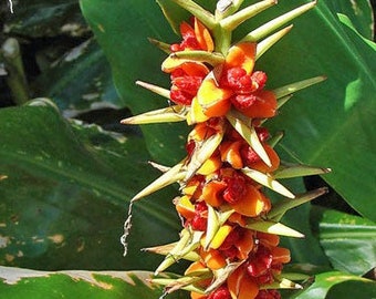 Hedychium gardnerianum | Himalayan Ginger | Kahili Ginger | 5 Seeds