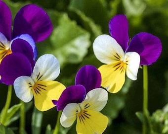 Viola cornuta | Johnny-Jump-Up | Violet-Yellow | 100 Seeds