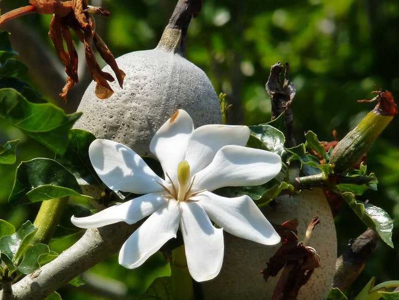 Gardenia thunbergia Thunbergs or White Gardenia 5 Seeds image 1