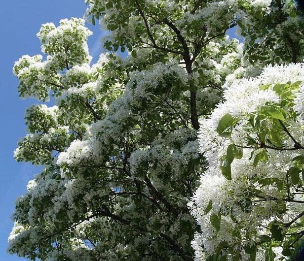 Chionanthus retusus | Chinese Fringe Tree | 10 Seeds
