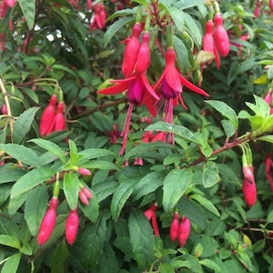Fuchsia magellanica | Hummingbird Fuchsia | Hardy Fuchsia | 10 Seeds