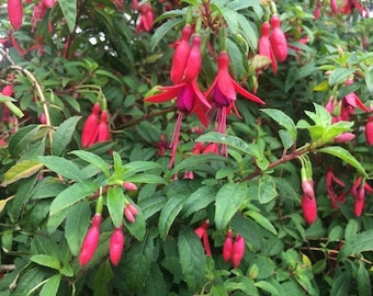 Fuchsia magellanica | Hummingbird Fuchsia | Hardy Fuchsia | 10 Seeds