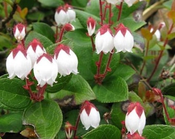 Gaultheria procumbens | American Wintergreen | Eastern Teaberry | 50 Seeds