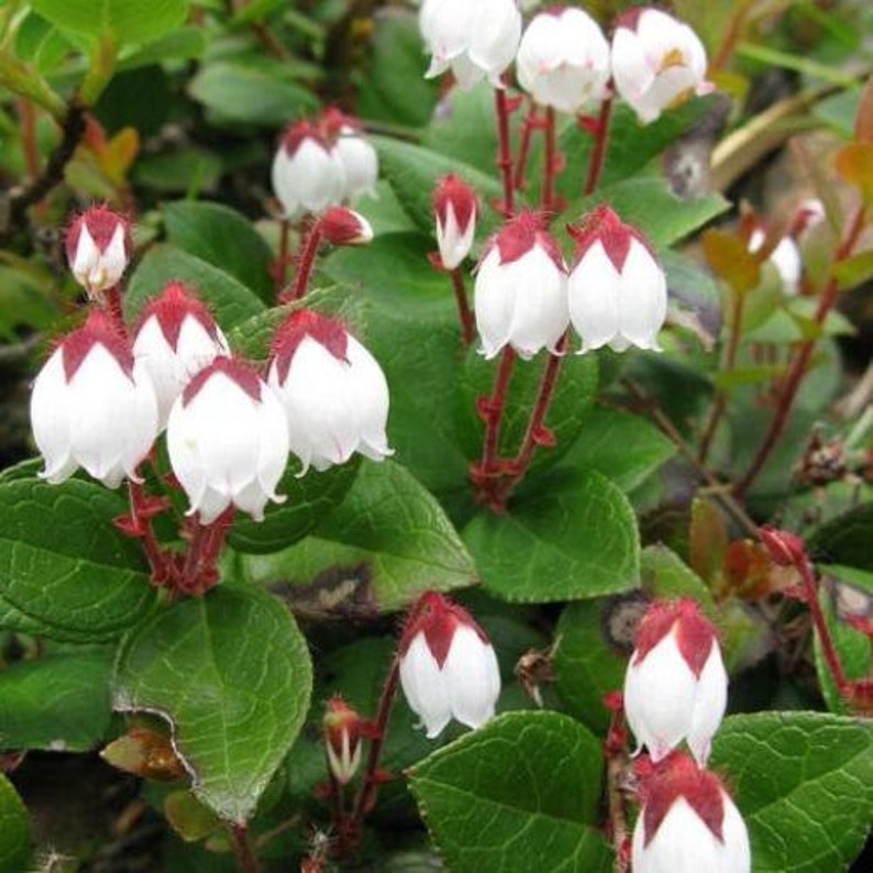 Gaultheria procumbens American Wintergreen Eastern Teaberry 50 Seeds image 1