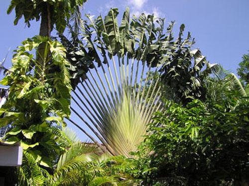 Ravenala Madagascariensis Tree China Manufacturer - China Ravenala