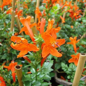 Tecoma capensis | Cape Honeysuckle | 10 Seeds