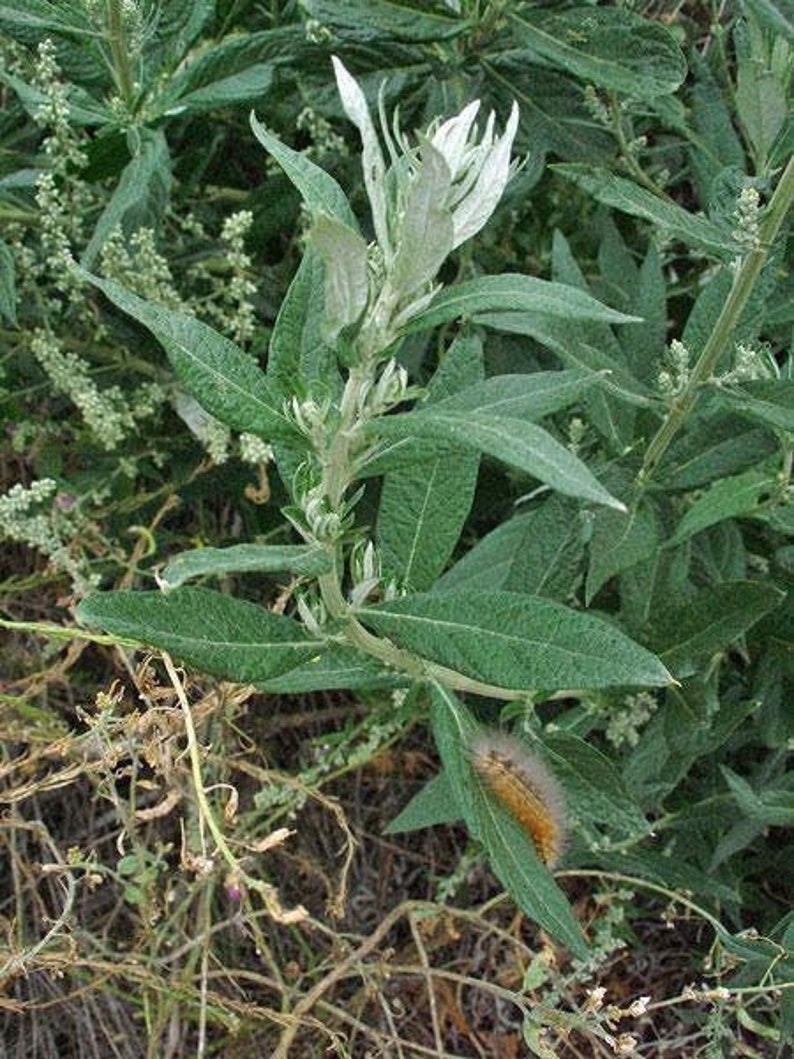 Artemisia douglasiana California Mugwort 50 Seeds image 1