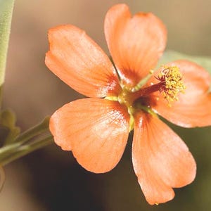Sphaeralcea incana | Gray Globemallow | 10 Seeds