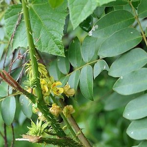 Caesalpinia bonduc Gray Nicker 5 Seeds image 2