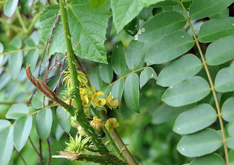 Caesalpinia bonduc Gray Nicker 5 Seeds image 2