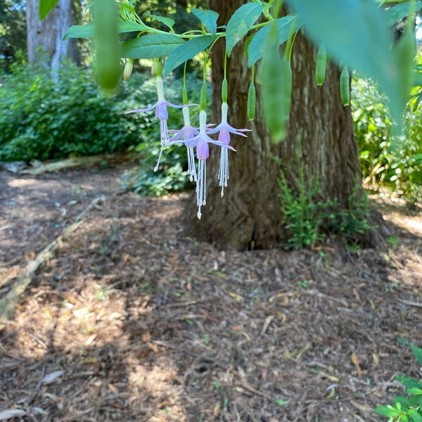 Fuchsia magellanica v. molinae | Maidens Blush | 50 seeds