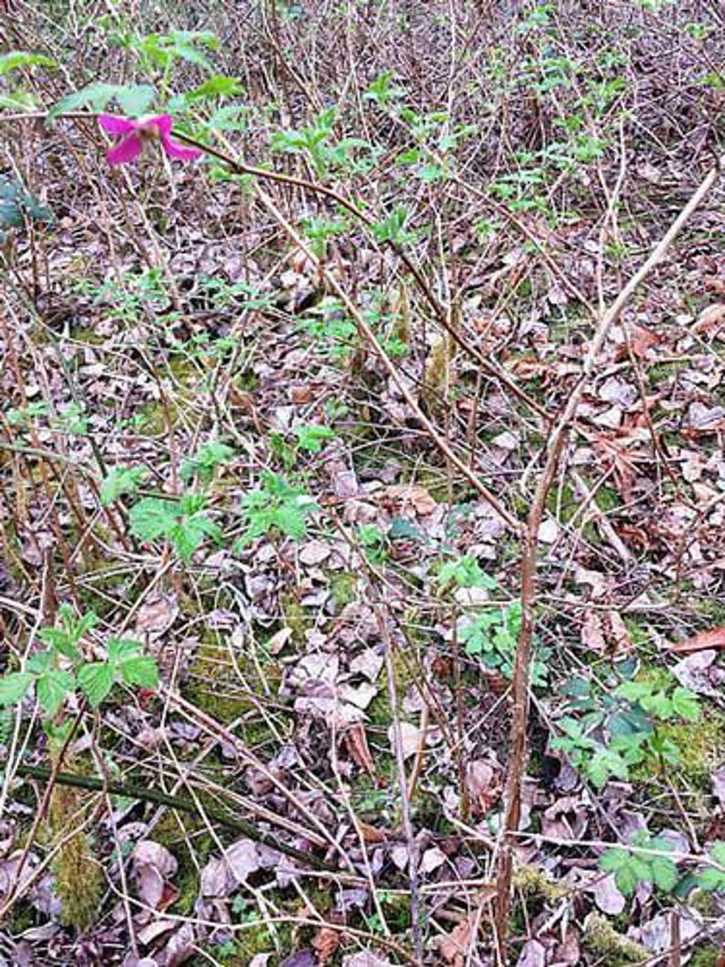 Tangle Bomb Rubus Spectabilis | Salmonberry | 10 Seeds - Etsy