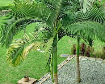 Archontophoenix alexandrae | King Palm | 5 Seeds