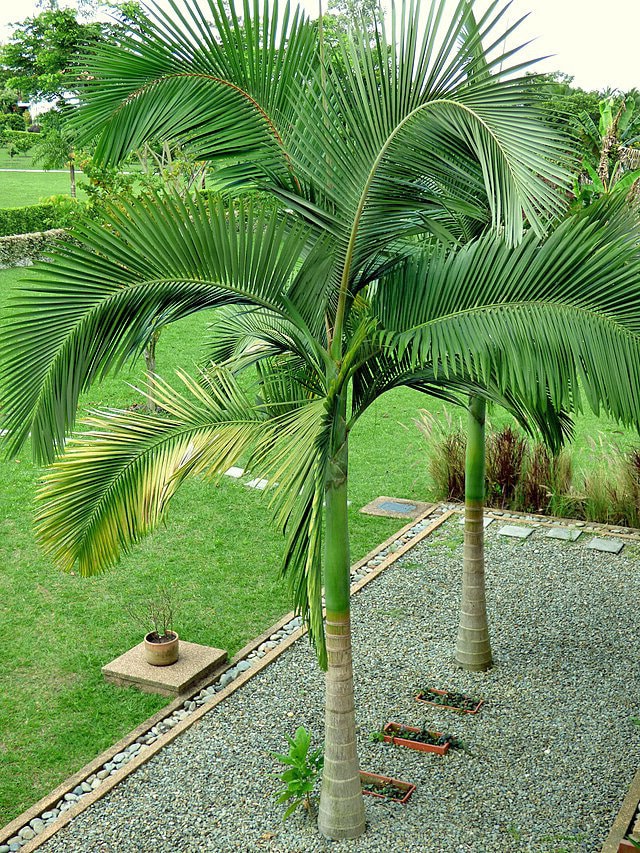 Royal Cuban Palm Tree Live Seedling (Roystonea Regia) 8-10" Tall - Fast Growing