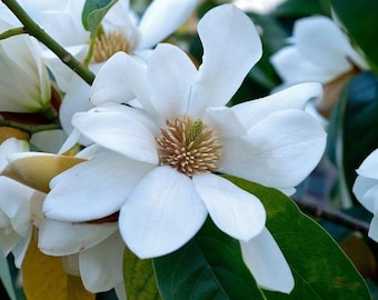 Magnolia doltsopa | Sweet Michelia | 10 Seeds