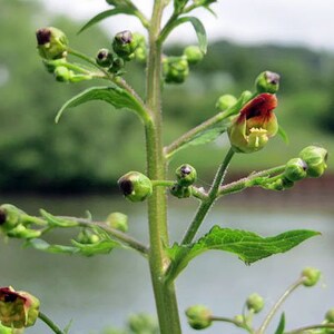 Scrophularia umbrosa Water Betony Water Figwort 50 Seeds image 2