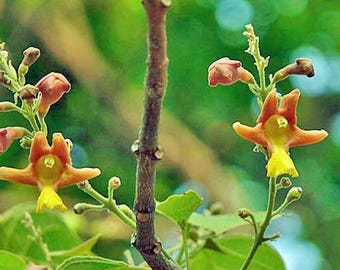 Gmelina arborea | Beechwood | White Teak | 5 Seeds