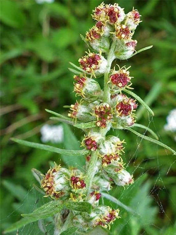 sailors tobacco Artemisia Vulgaris | Common Mugwort | | Felon Herb | 20 Seeds Sailor Sandblasted Billiard (by Stanwell)