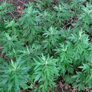 Artemisia douglasiana California Mugwort 50 Seeds image 4