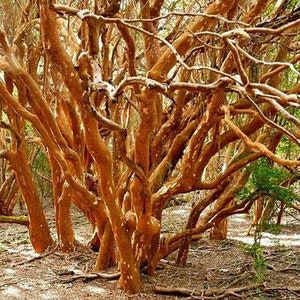 Luma apiculata | Arrayan | Chilean Myrtle | Shortleaf Stopper | Temu | 10 Seeds