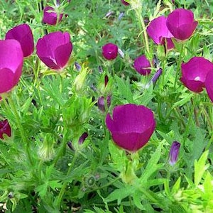 Callirhoe bushii | Bushs Poppy Mallow | 10 Seeds
