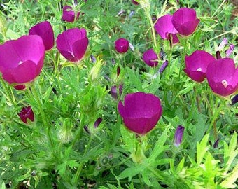 Callirhoe bushii | Bushs Poppy Mallow | 10 Seeds