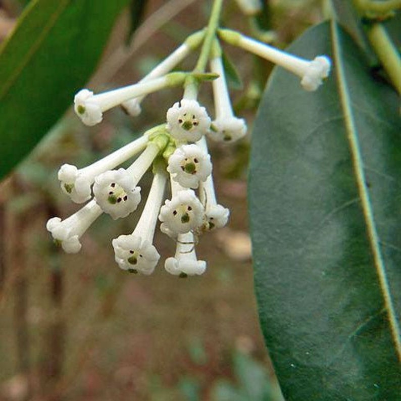 Cestrum diurnum China Berry White Chocolate Cestrum 5 Seeds image 2