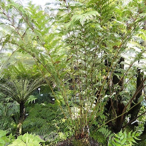 May include: A large green fern plant with brown stems and fronds growing in a greenhouse setting.