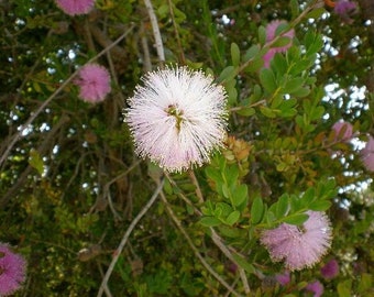 Melaleuca nesophila | Showy Honey Myrtle | 50 Seeds