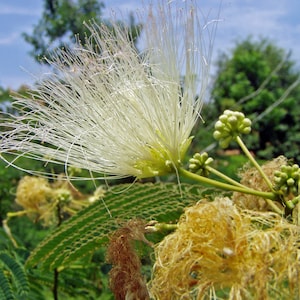 Albizia julibrissin | Alba | White Silk Tree | 10 Seeds